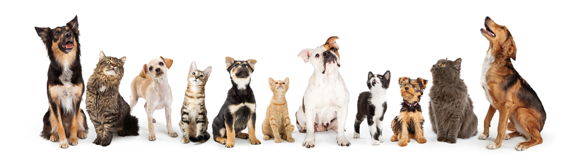 Dogs and Cat Banner