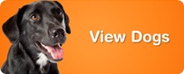 View Dogs